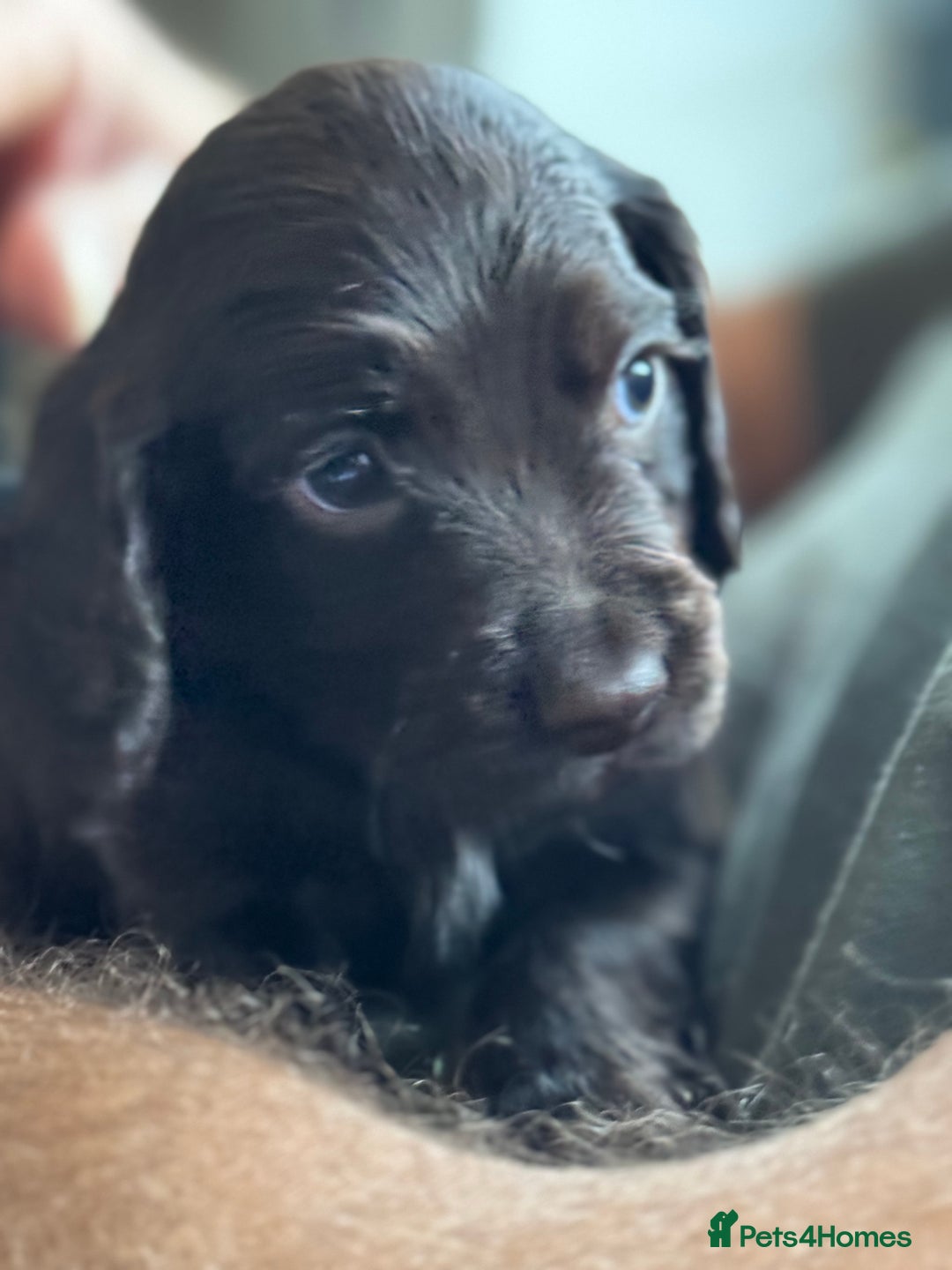 Cocker Spaniel dogs for sale: Kc, health tested WC cocker spaniel puppies  - Image 7