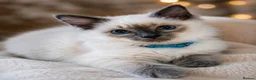 Ragdoll cats for sale: Ready now!Fully pedigree blue point kittens  - Advert 7