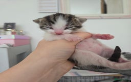 Mixed Breed cats for sale: Two beautiful girls. Ready to leave Saturday  - Image 18
