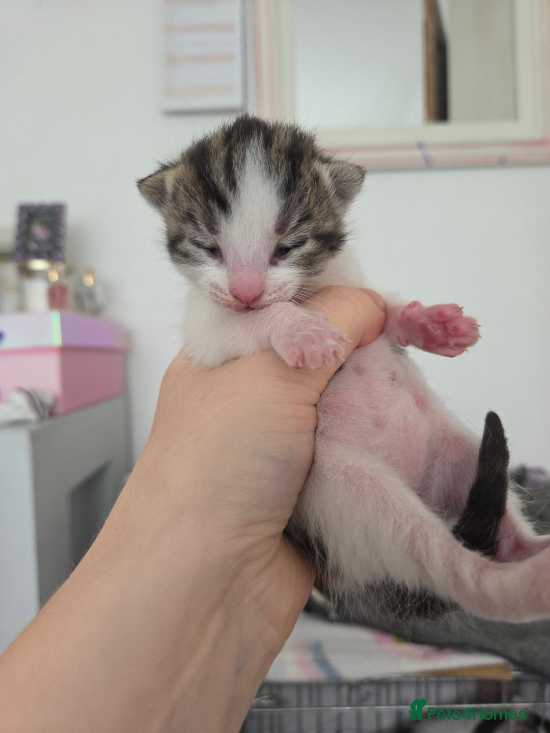 Mixed Breed cats for sale: Two beautiful girls. Ready to leave Saturday  - Image 18