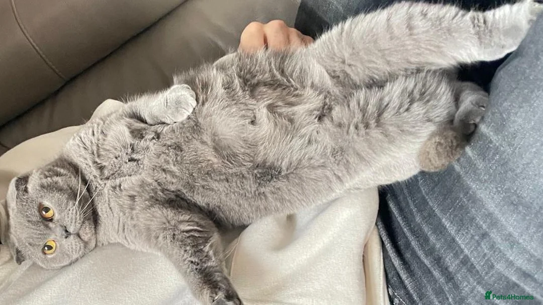 British Shorthair cats for sale: British Blues, 1 boy and 1 girl, Beautiful in London - Advert 5