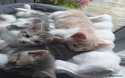 Maine Coon cats for sale: Fluffy crossed maine coon kittens for sale - Image 8