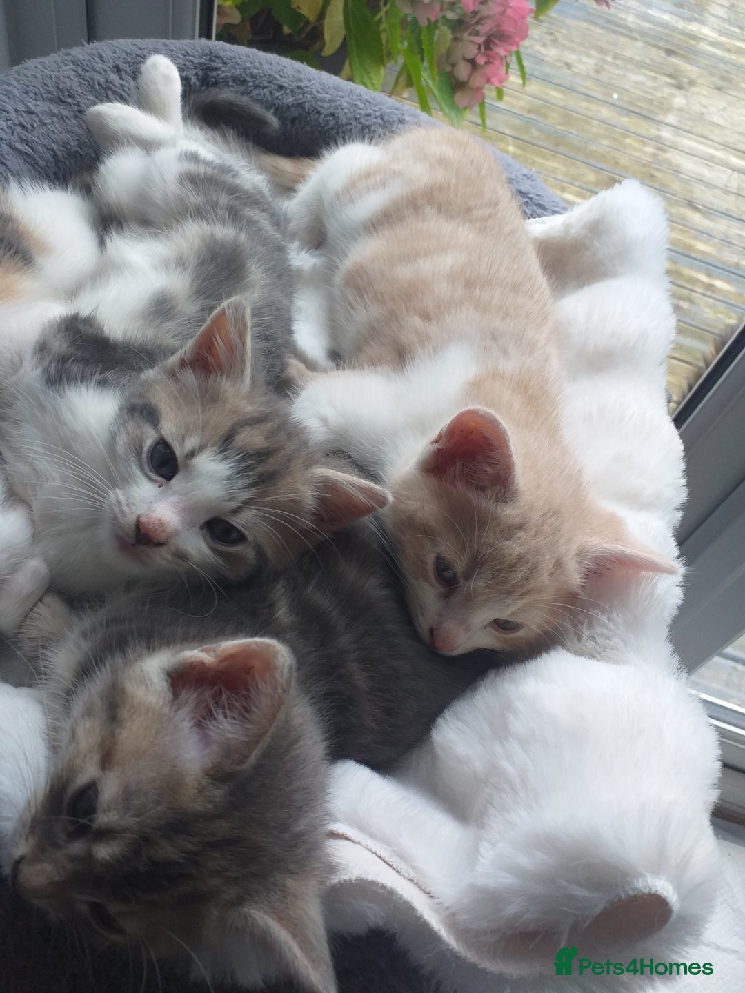 Maine Coon cats for sale: Fluffy crossed maine coon kittens for sale - Image 8