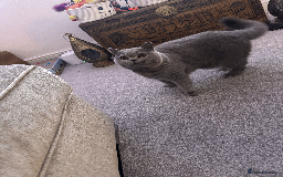 British Shorthair cats for sale: Beautiful British blue boy - Image 6