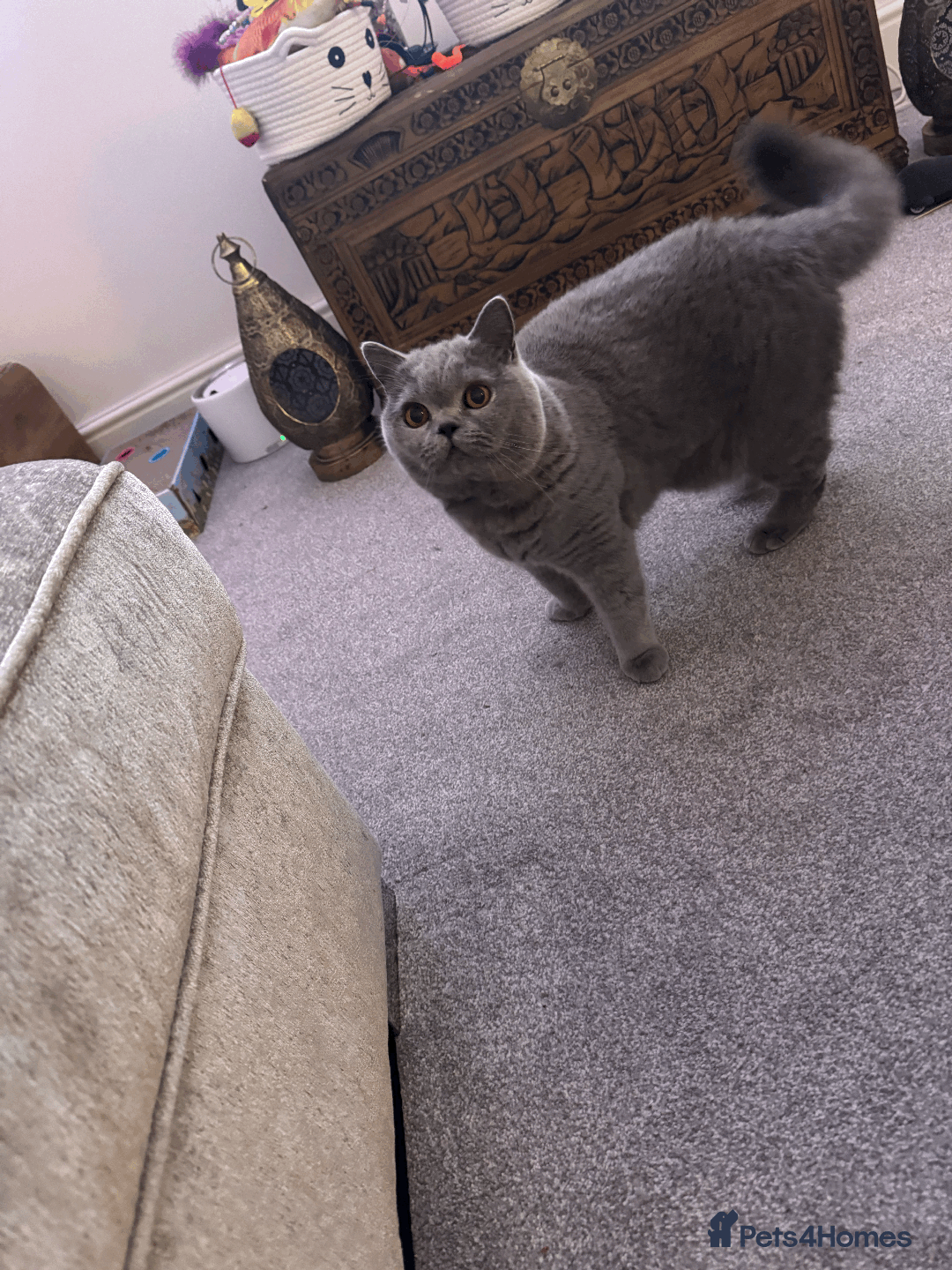 British Shorthair cats for sale: Beautiful British blue boy - Image 6