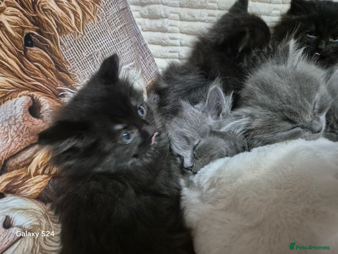 Ragdoll cats for sale: Ragdoll kittens  - Image 33