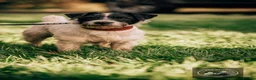 Jack Russell dogs for sale: 2 beautiful Jack Russell Puppy for sale  - Advert 4