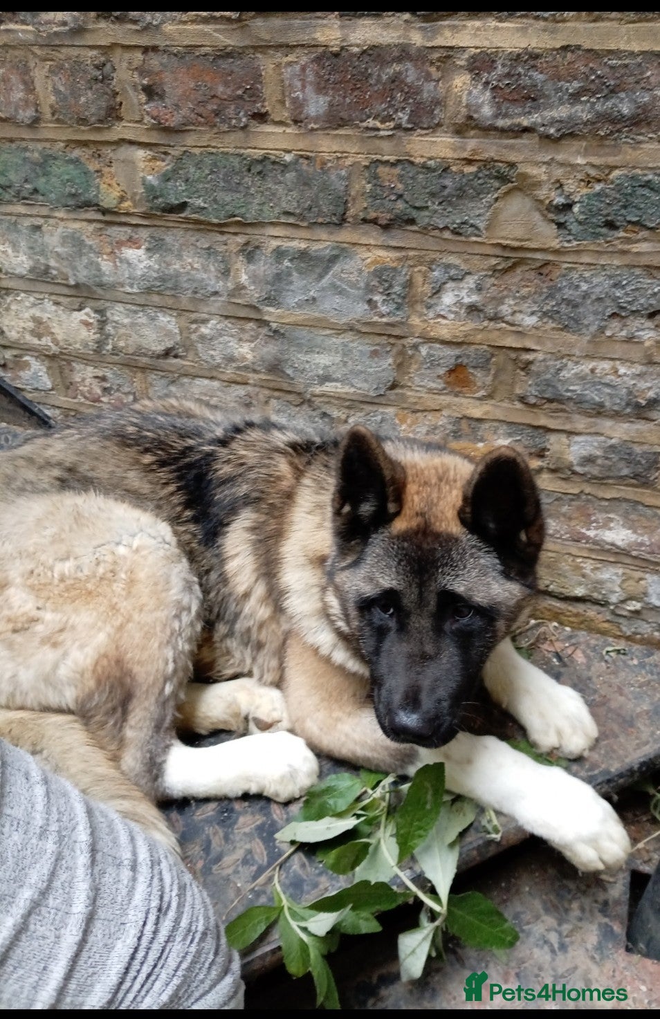 Akita dogs Kc reg akita puppy open to offers  - Advert 2