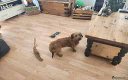 Miniature Dachshund dogs for sale: Mini Wirehaired Dachound female  - Image 3