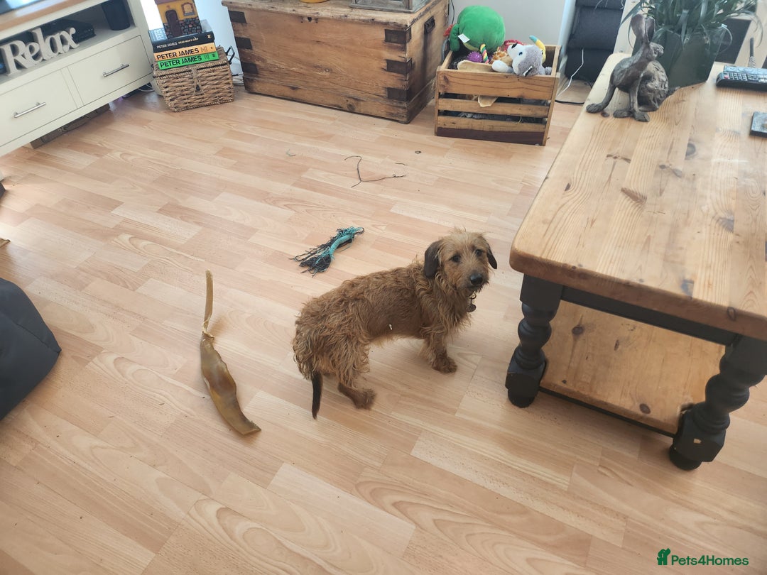 Miniature Dachshund dogs for sale: Mini Wirehaired Dachound female  - Image 3
