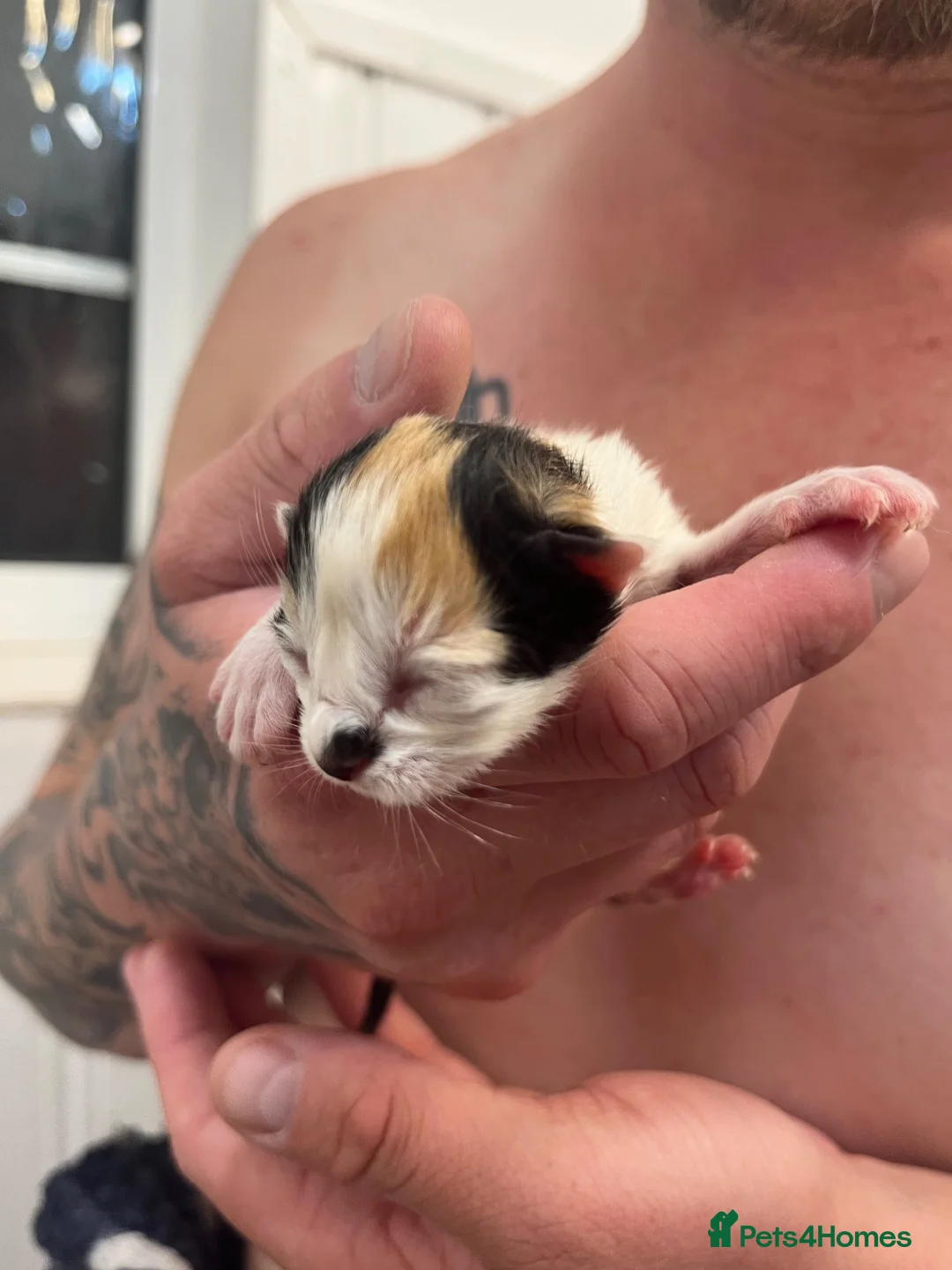 Mixed Breed cats for sale: Kittens for sale  - Advert 7
