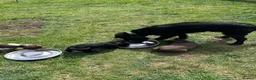 Sprocker dogs for sale: Sprockers for sale.  in Bicester - Advert 3
