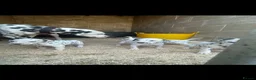 Dalmatian dogs for sale: Dalmation puppies in Bury Saint Edmunds - Advert 1