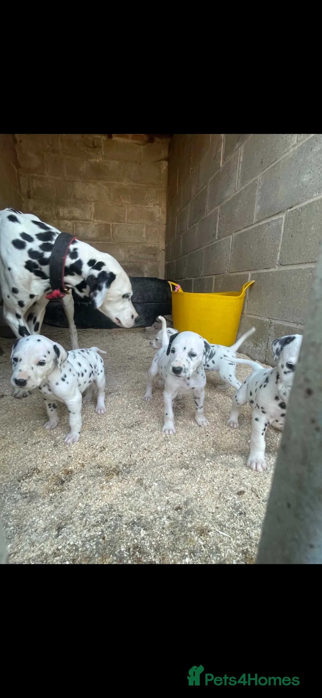 Dalmatian dogs for sale: Dalmation puppies in Bury Saint Edmunds - Advert 1
