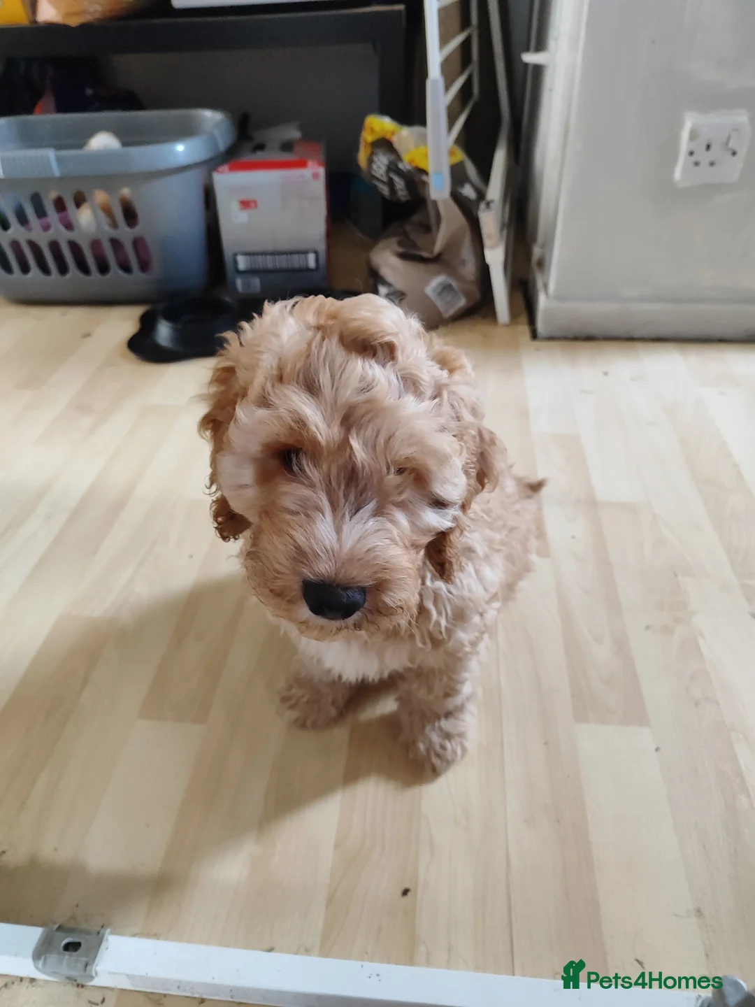 Cockapoo dogs for sale: Cockapoo Puppy, Midlothian - Advert 2