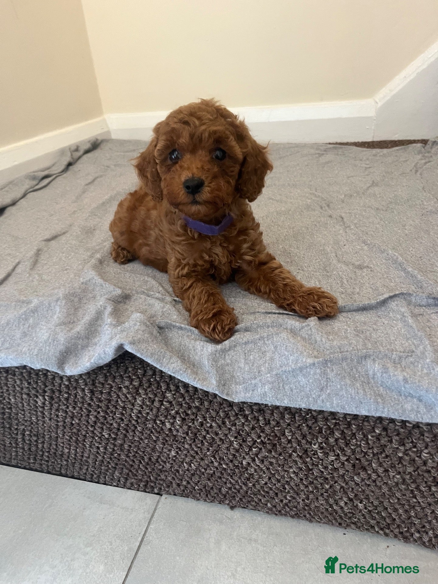 Miniature Poodle dogs Miniature poodle puppies  - Advert 1