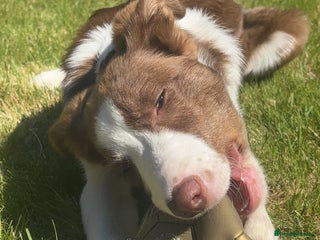 Mixed Breed dogs - Advert 1