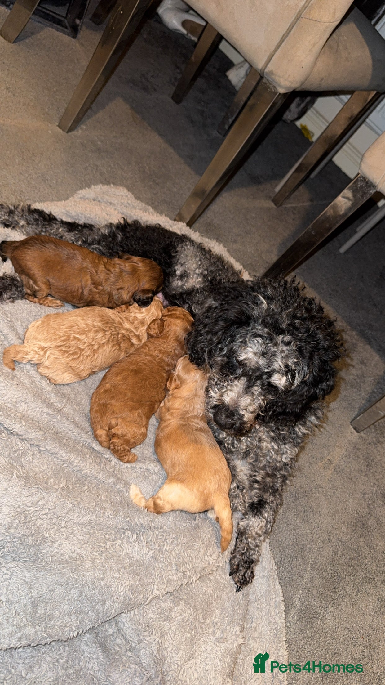 Cockapoo dogs Cockapoos puppies 😍😍 - Advert 8