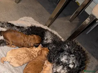 Cockapoo dogs Cockapoos puppies 😍😍 - Advert 8