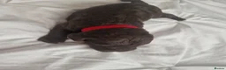 Cockapoo dogs for sale: Cockapoos - Advert 4