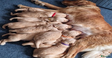 Golden Retriever dogs in Oxted - Advert 1