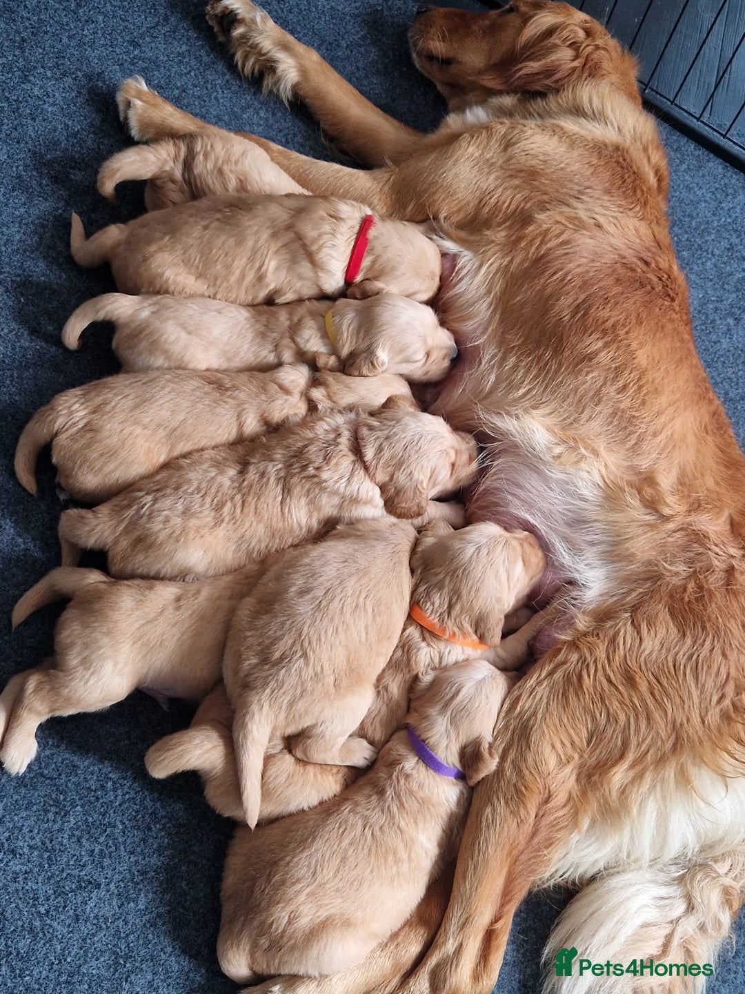 Golden Retriever dogs for sale: Red pups KC Registered Golden Retriever in Oxted - Image 4