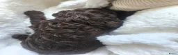 Cockapoo dogs for sale: Beautiful F1b Minature Cockapoos - Advert 11
