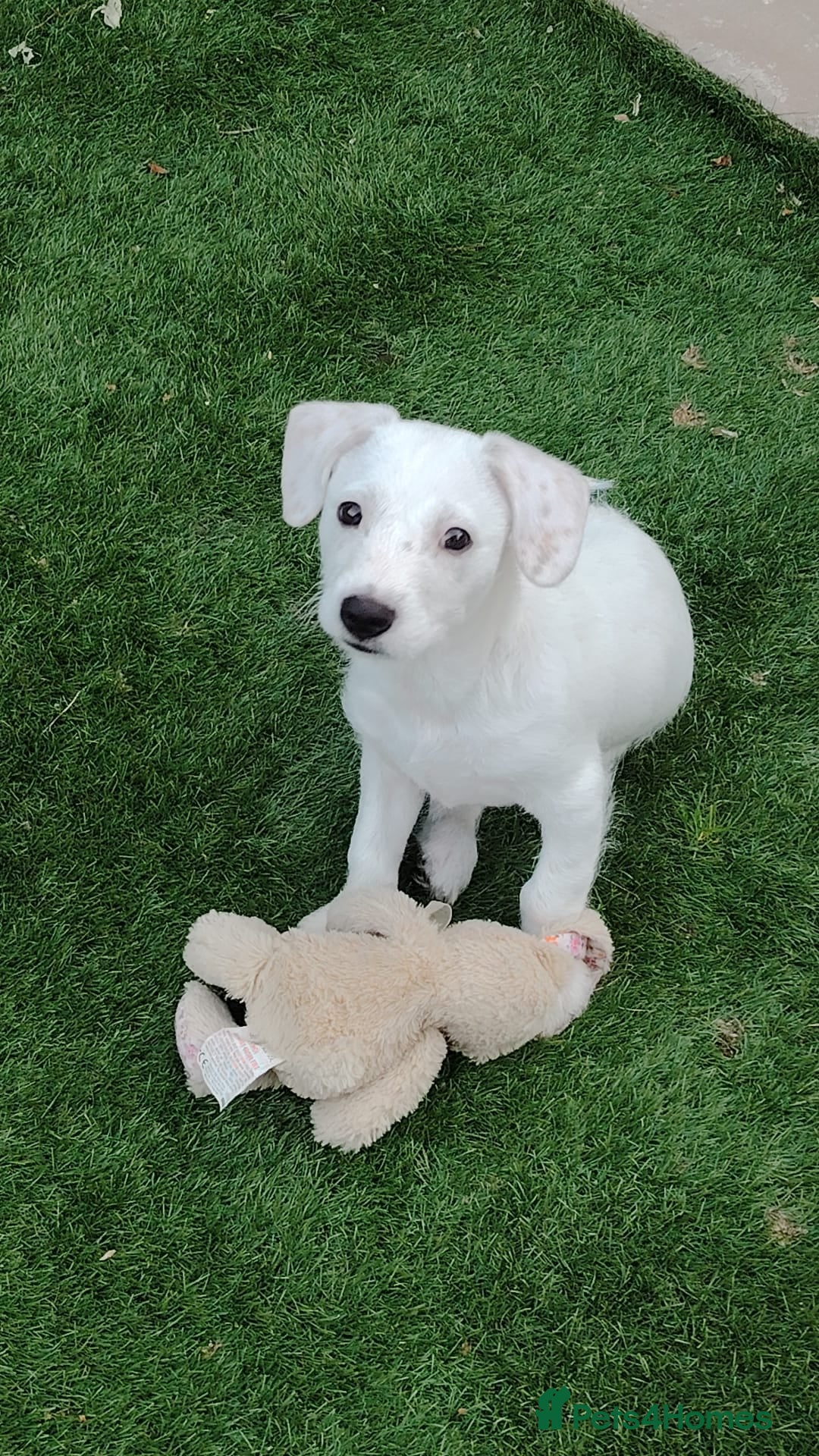 Mixed Breed dogs for sale: Beautiful boy looking for a forever home  - Image 2