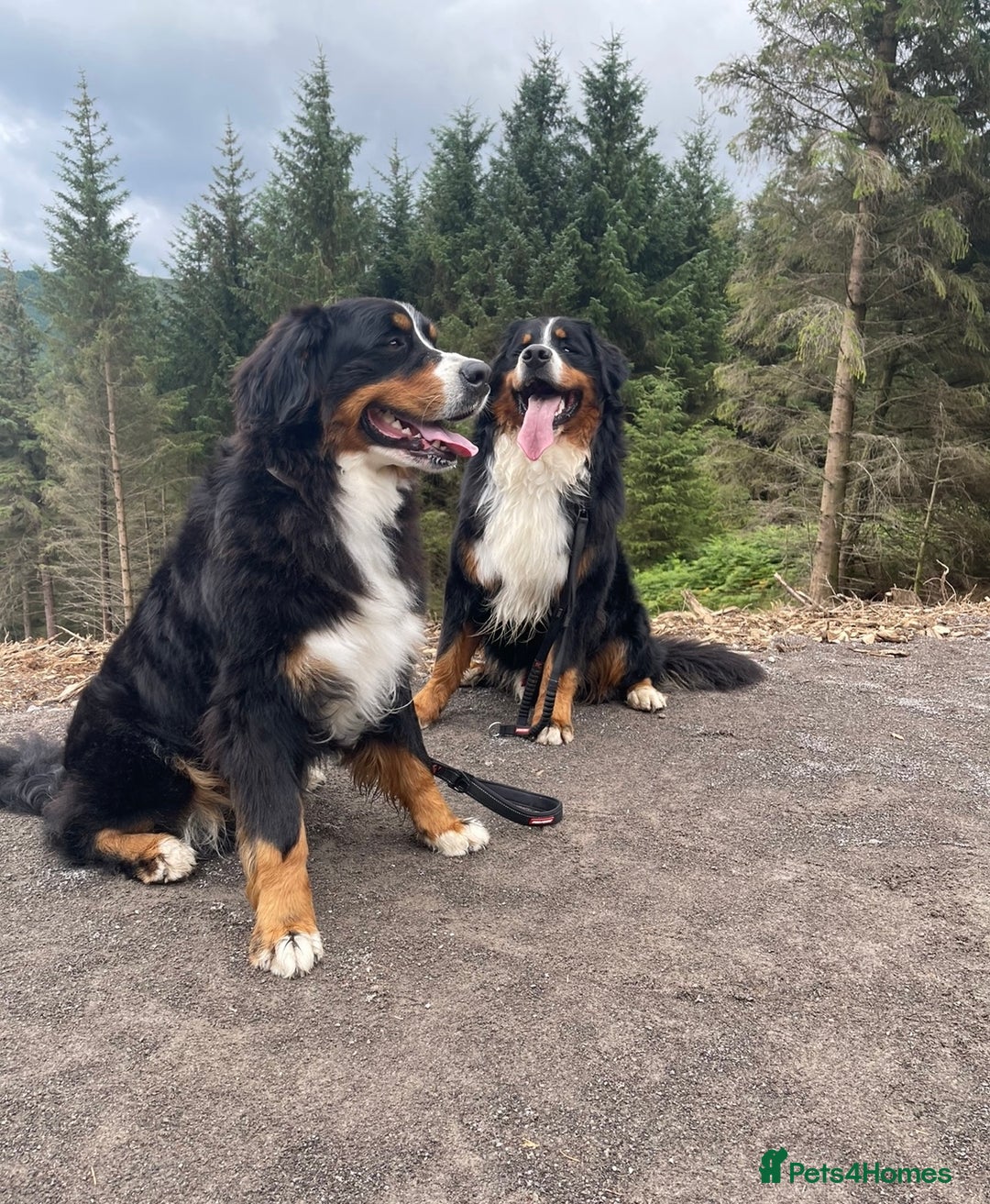 Bernese Mountain Dog dogs for stud: 🔥 CRUZ💥 TOP QUALITY BERNESE MOUNTAIN DOG STUD in Whitehaven - Image 30