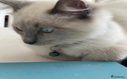 Ragdoll cats for sale: Blue mitted and bicolour ragdolls - Image 5
