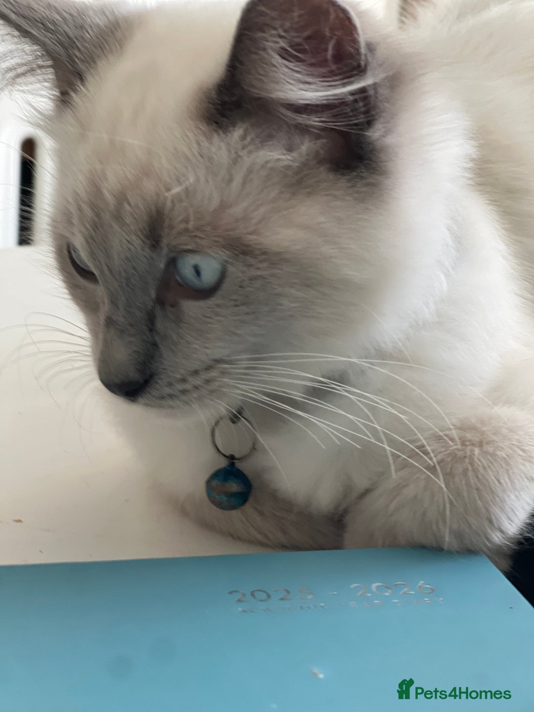 Ragdoll cats for sale: Blue mitted and bicolour ragdolls - Image 5