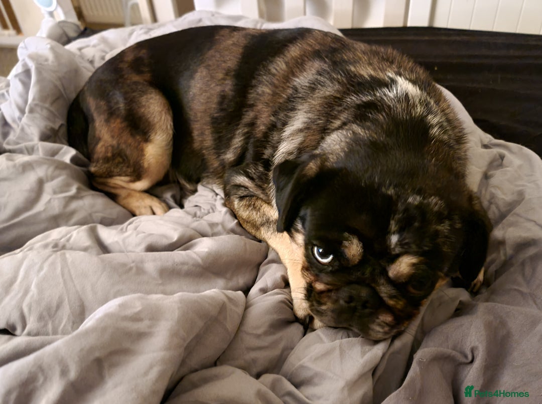 Pug dogs for sale: Pretty Merle Pug - Image 2