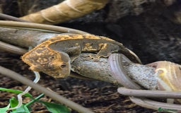 Gecko reptiles for sale: Leopard, gargoyle, chahoua and crested geckos - Advert 14