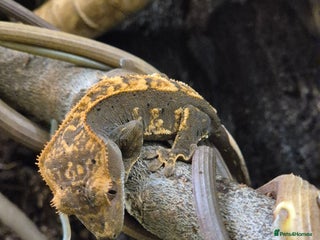 Gecko reptiles Leopard, gargoyle, chahoua and crested geckos - Advert 5