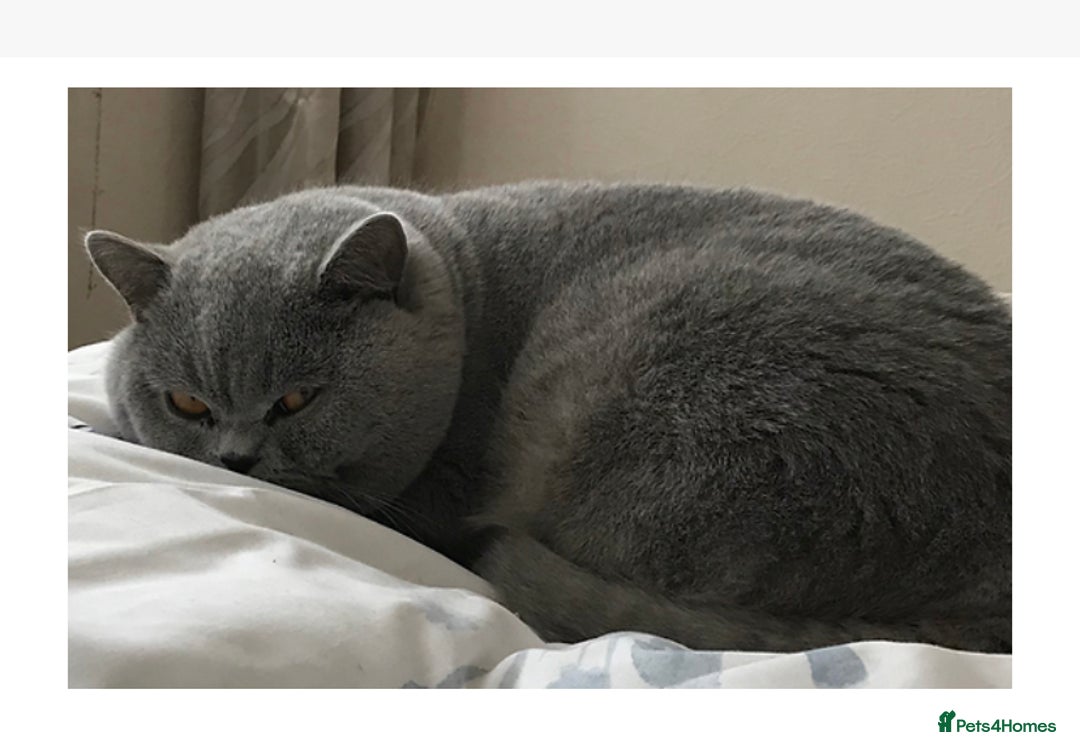 British Shorthair cats for sale: Neutered male  - Advert 3