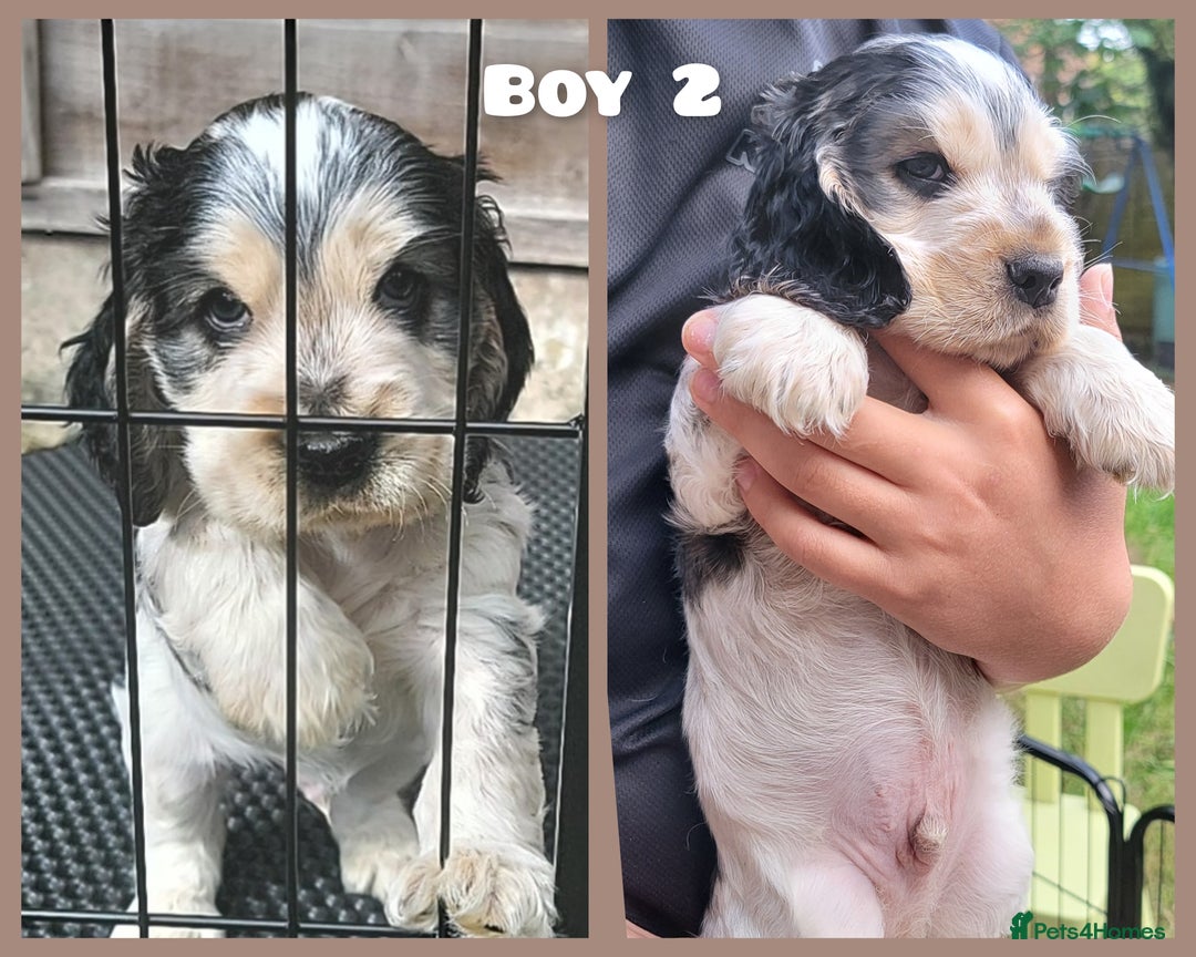 Cocker Spaniel dogs for sale: Blue Roan Tan-Sable Cocker Spaniel– KC bloodline - Image 20