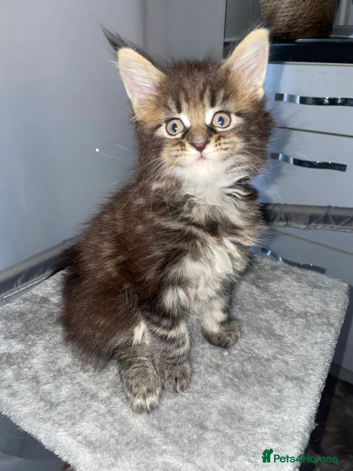 Maine Coon cats Rare Red Silver Maine Coon Kittens Available  - Advert 12