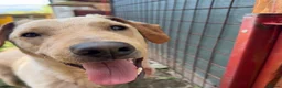 Mixed Breed dogs for adoption: Otis  - Advert 6