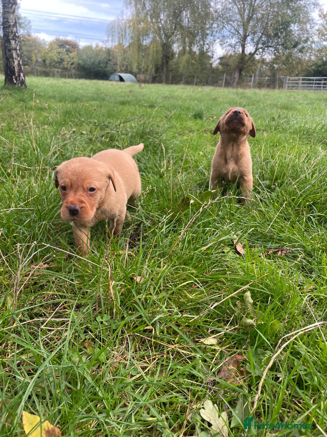 Labrador Retriever dogs for sale: 🐶 8 Gorgeous KC Labrador Puppy’s 🐶 - Image 8