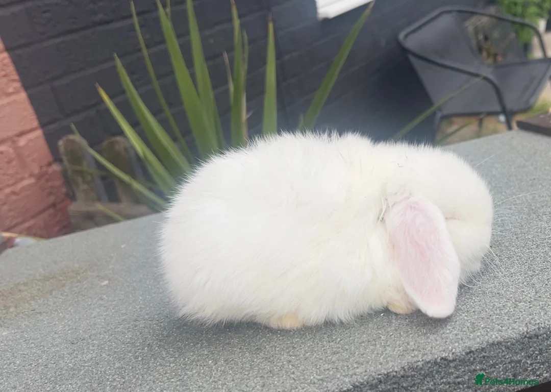 Dwarf Lop rabbits for sale: Dwarf lop  - Advert 3