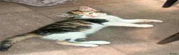Mixed Breed cats for sale: Kittens for sale - Advert 11