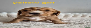 Yellow Collar - Girl