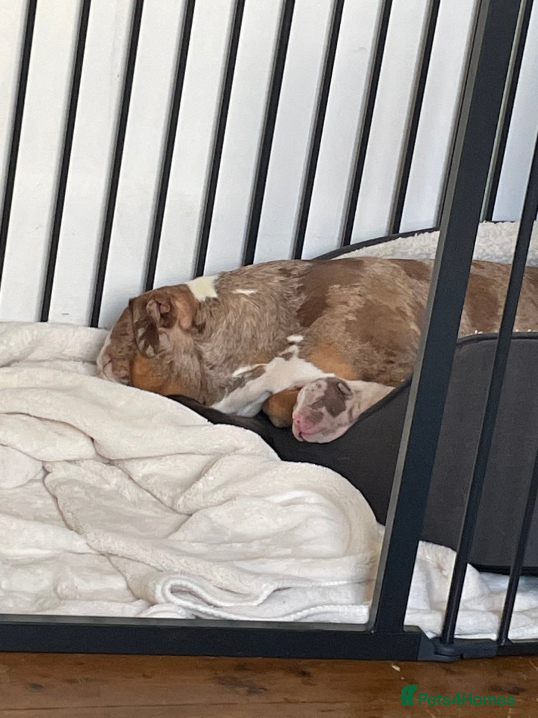 American Bully dogs for sale: American Pocket bully’s puppies  - Advert 32