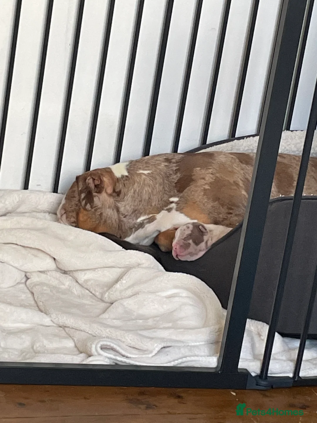 American Bully dogs for sale: American Pocket bully’s puppies  - Advert 32