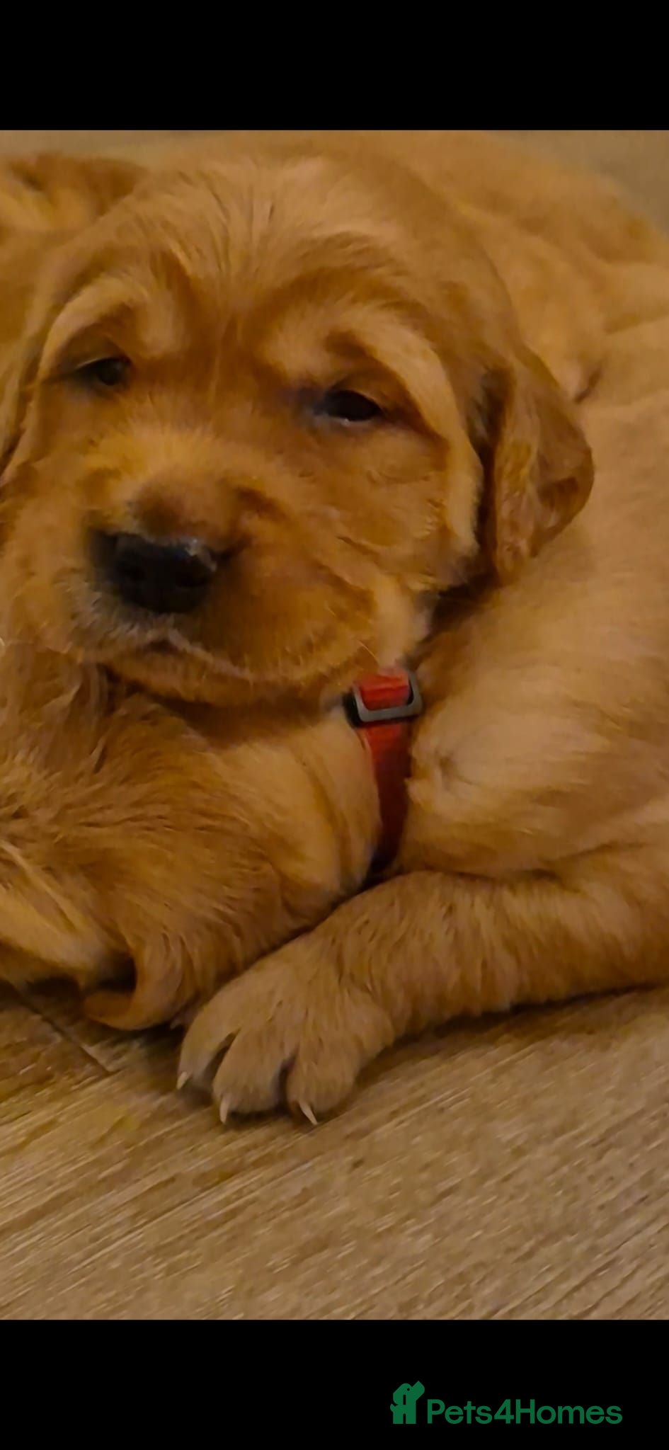 Golden Retriever dogs Stunning KC registered dark puppies - Advert 2