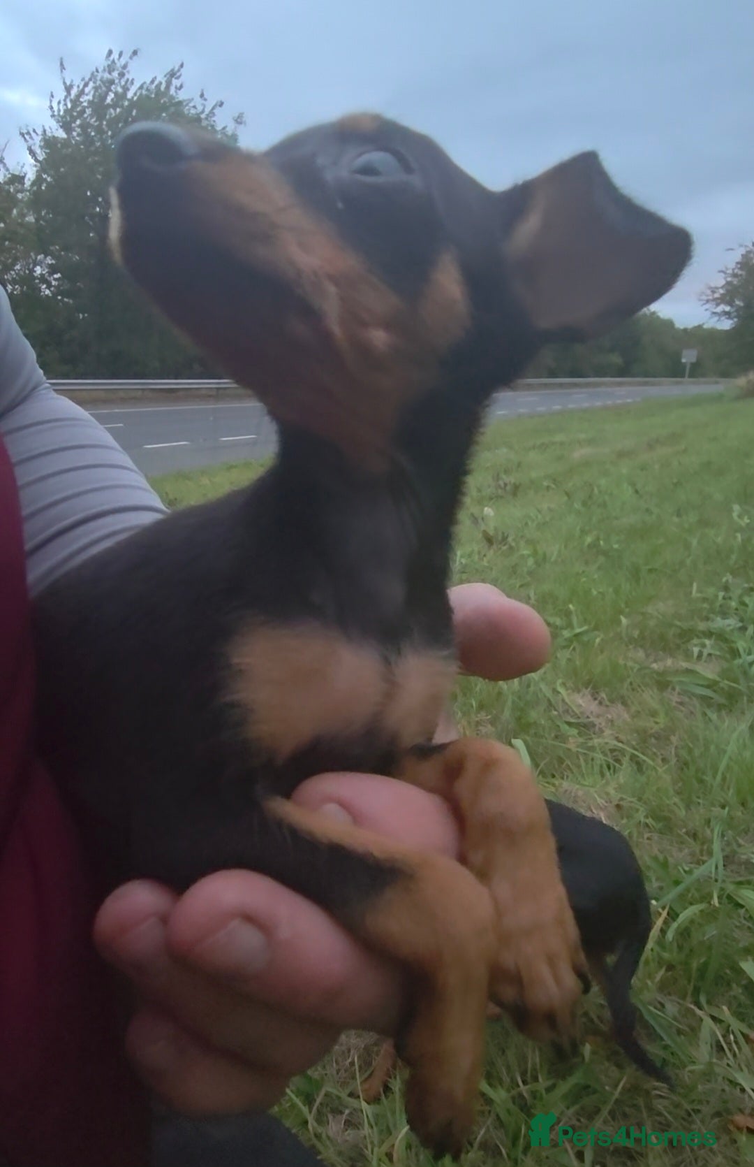Miniature Pinscher dogs for sale: Miniture Pinscher/Prague Ratter  - Image 9