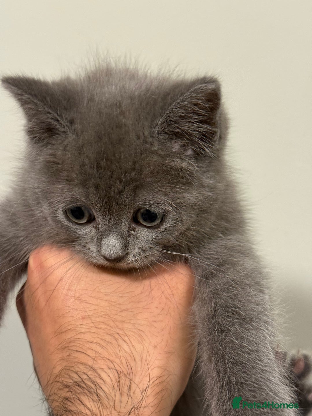 British Shorthair cats for sale: Beautiful British Shorthair Kitten - Advert 5