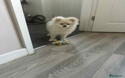 Pomeranian dogs for sale: Quick sale - Image 7