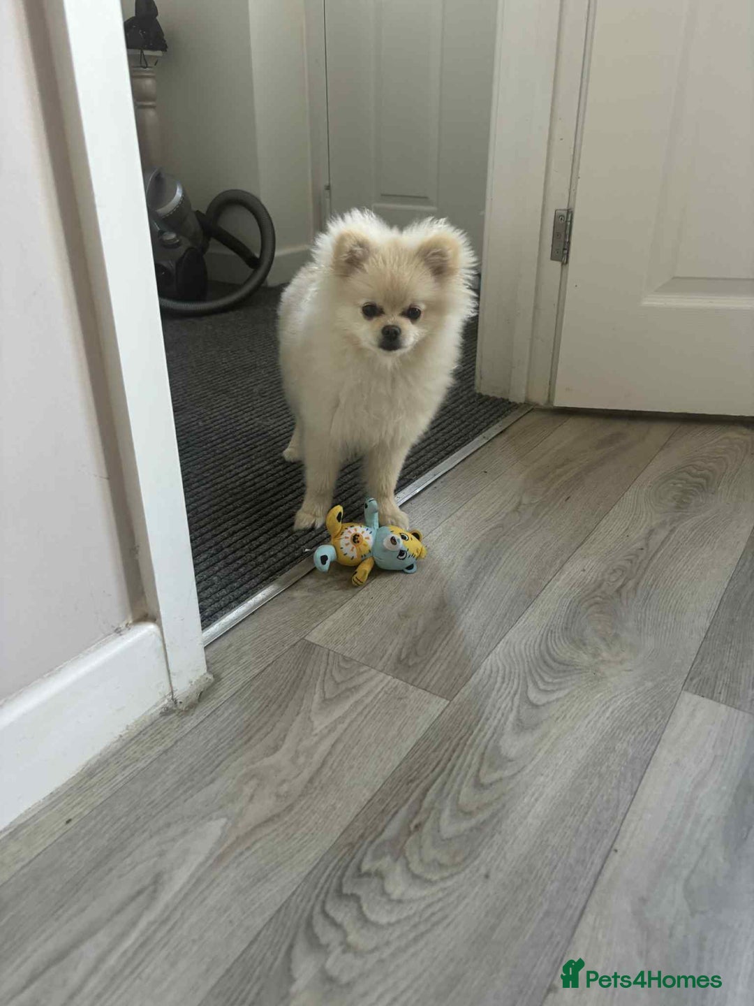 Pomeranian dogs for sale: Quick sale - Image 7