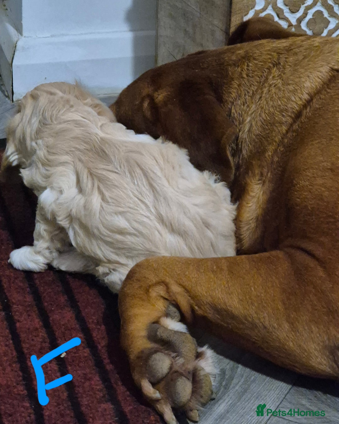 Mixed Breed dogs for sale: F1 Cockapoo and Maltipoo hybrid - Image 25